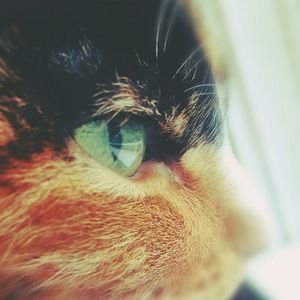 Meet your Posher, Droopy